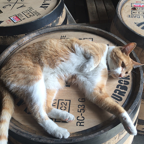 cat laying on a bourbon barrel